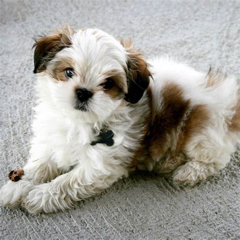 Maltese shih tzu mix full grown - Feb 3, 2023 ... My shihtzu Maltese is the exact same ratio of anxiety and cluelessness to sweetness and beauty. It's a breed trend.